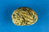 藏品(粗紋蜑螺)的圖片